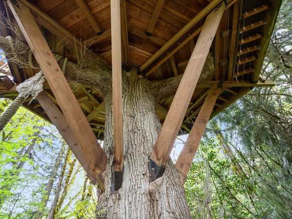 Cedar Springs Treehouse  Base