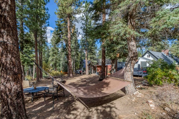 Hammock in pine trees
